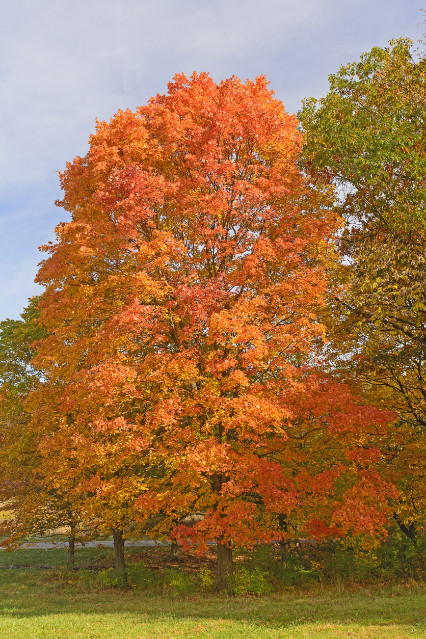 best trees for backyard sugar maple with bright orange leaves in autumn