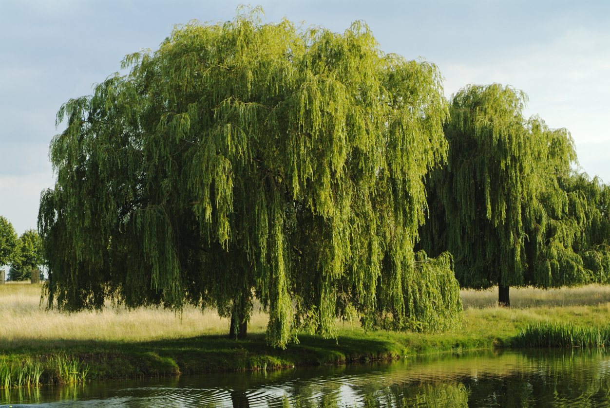 fast growing shade trees weeping willows in field near pond