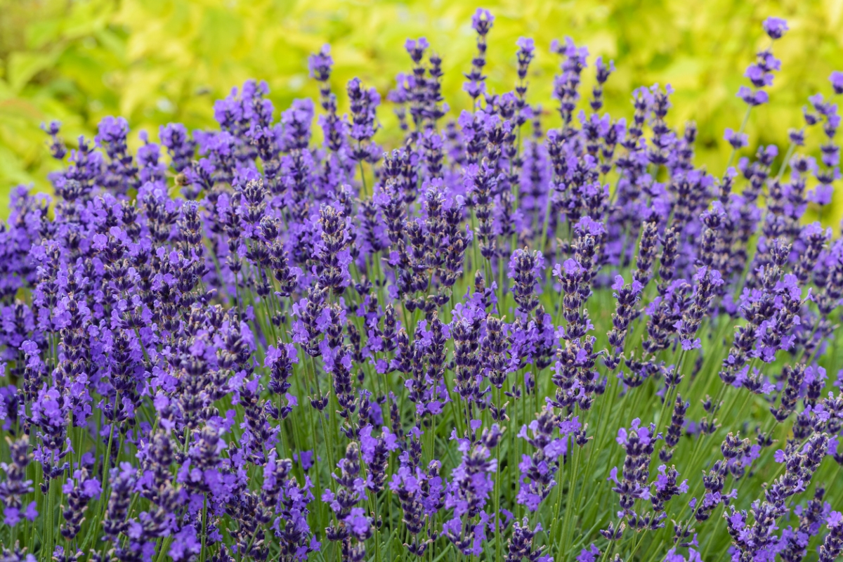 flowers that attract bees - large purple lavender blooms