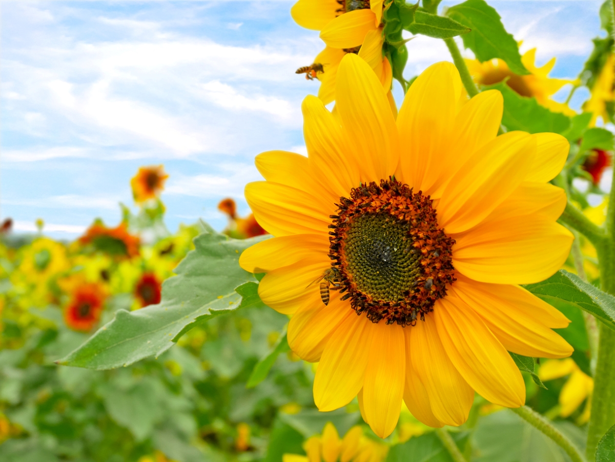 flowers that attract bees - bright yellow sunflower with bee