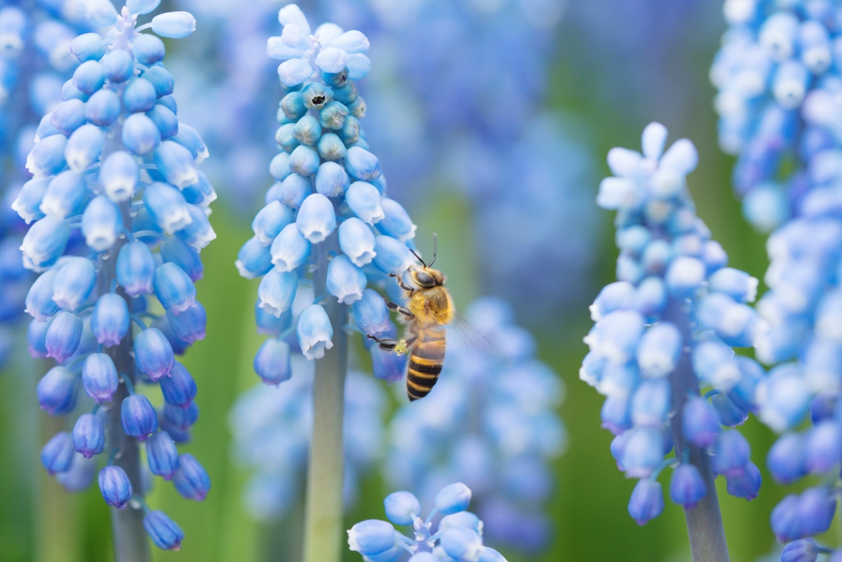 flowers that attract bees - bee on blue hyacinth bloom
