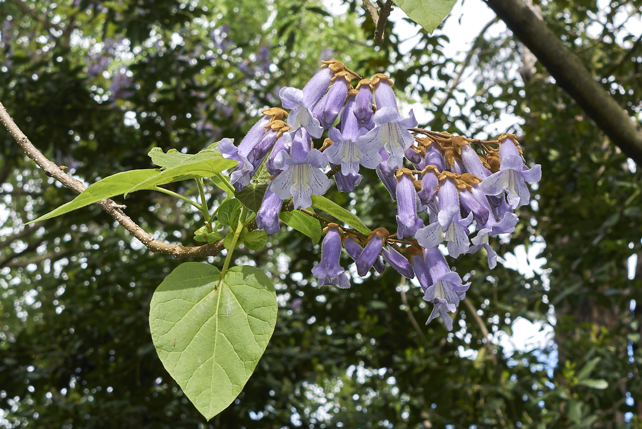 fast growing shade trees empress tree purple flowers