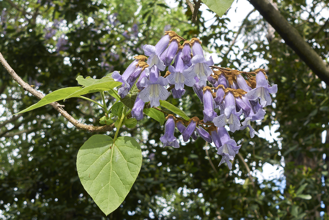 fast growing shade trees empress tree purple flowers