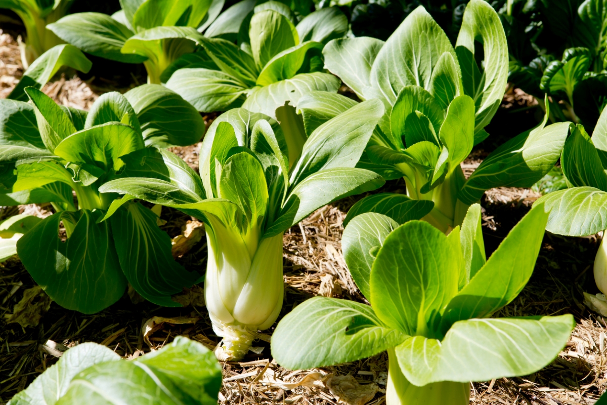 types of asian greens - bok choy growing in soil