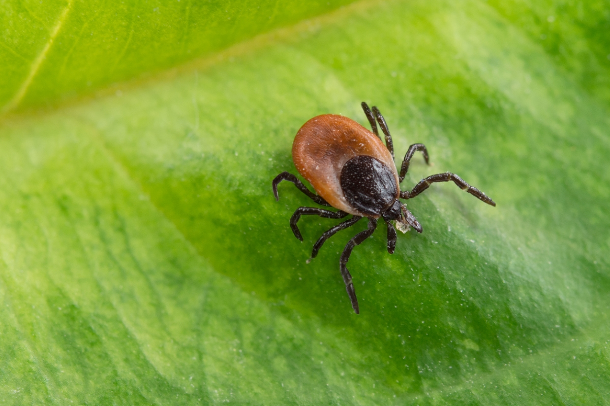 types of ticks - brown and black colored tick on leaf