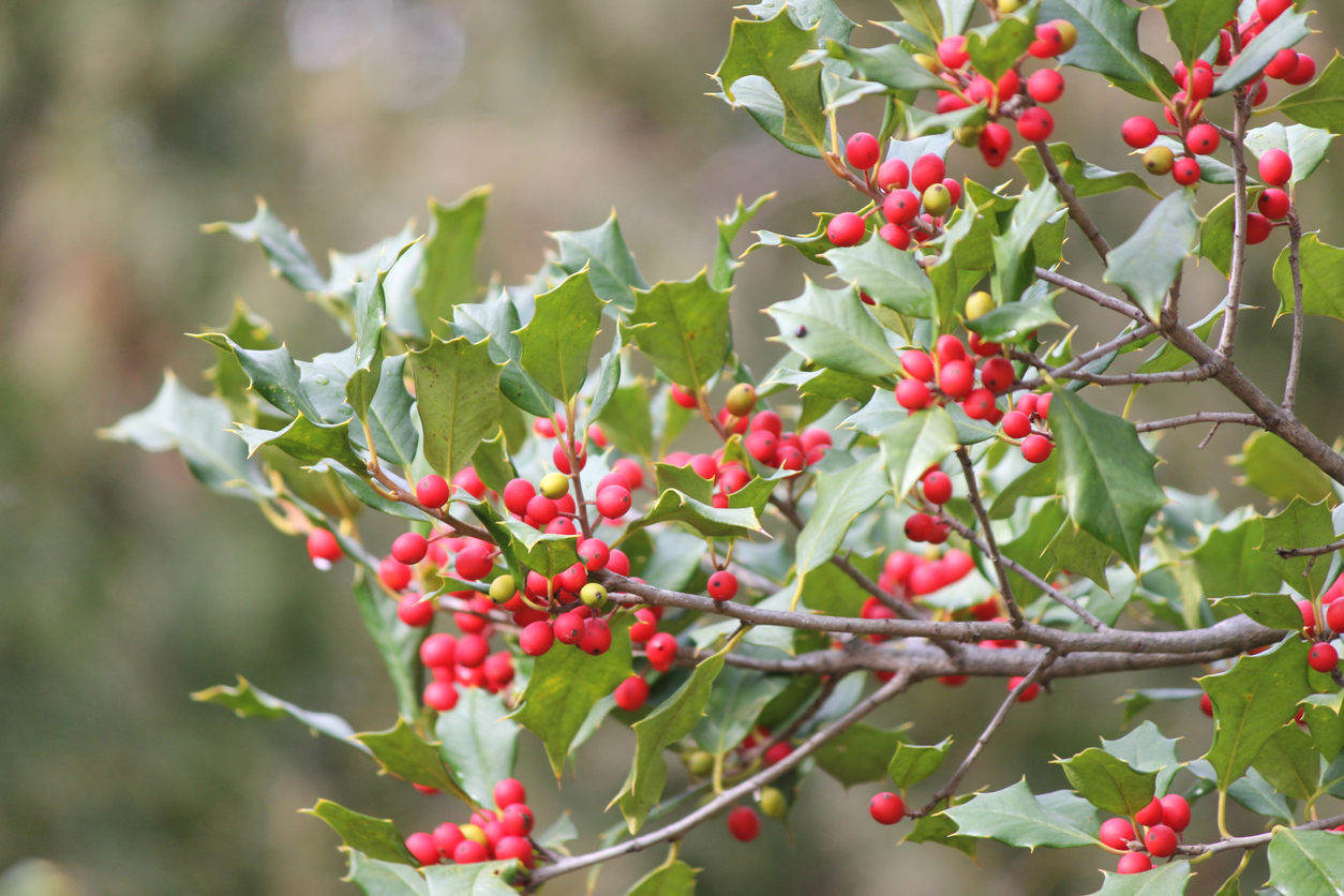 best trees for backyard American Holly closeup leaves and red berries on branch