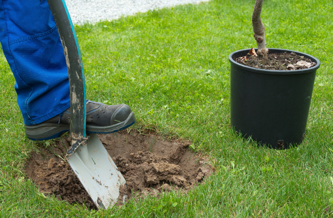 iStock-845218574 things a landscaper can do digging a hole to plant a tree