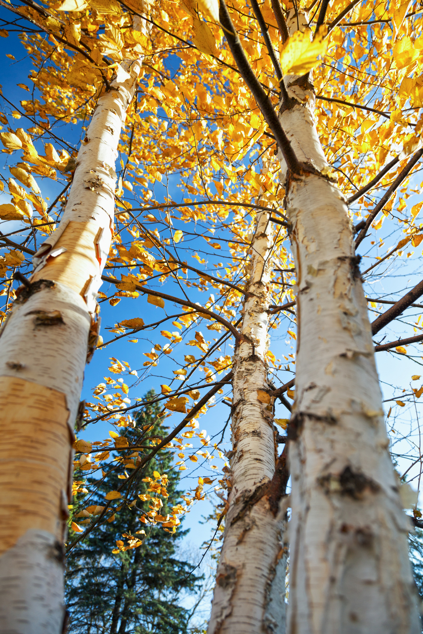 best trees for backyard looking up at birch with yellow leaves white trunk in foreground