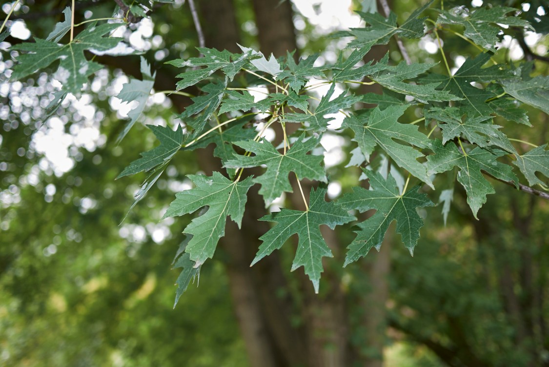 The 15 Best Trees for Backyard Landscaping Bob Vila