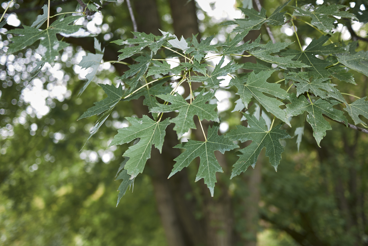 best trees for backyard silver maple close up leaves