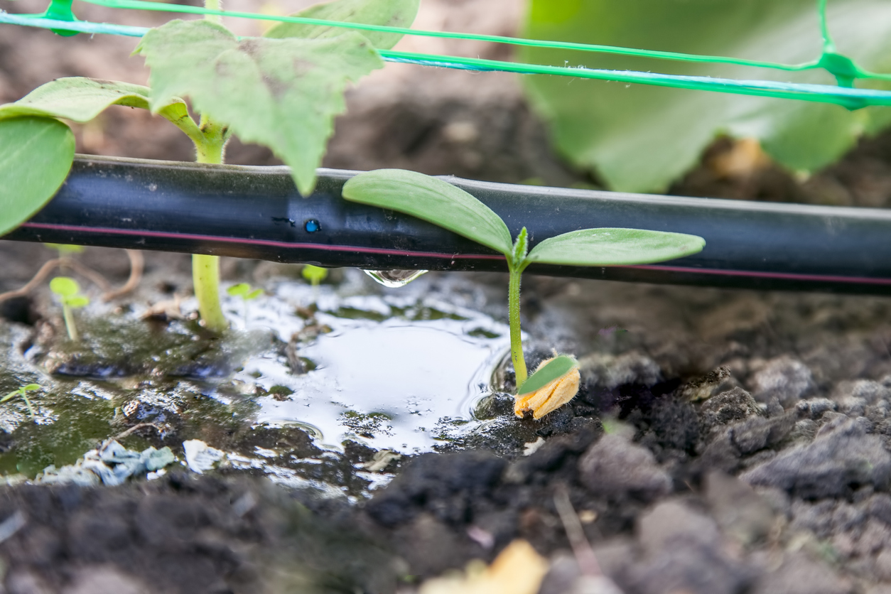 iStock-918862604 14 Wise Ways to Weatherproof Your Garden cultivation of cucumbers, drip irrigation
