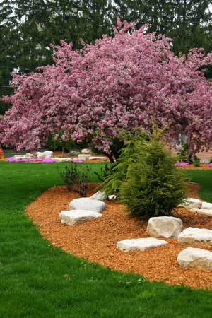 The 12 Best Trees for Front-Yard Landscaping