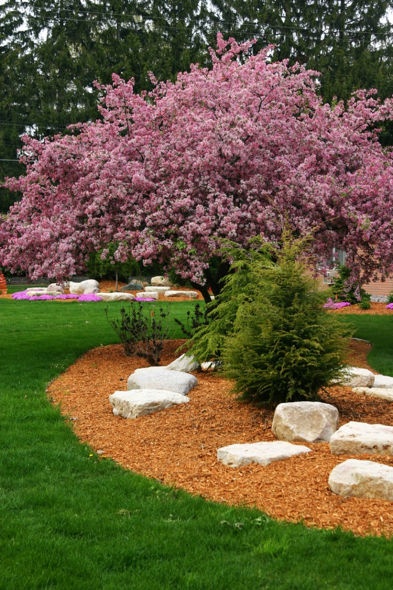best trees for backyard beautiful flowering tree in landscaped backyard