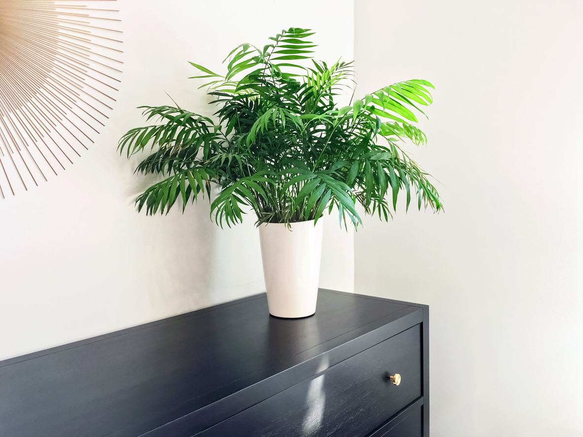 low light house plants parlor palm potted on dresser