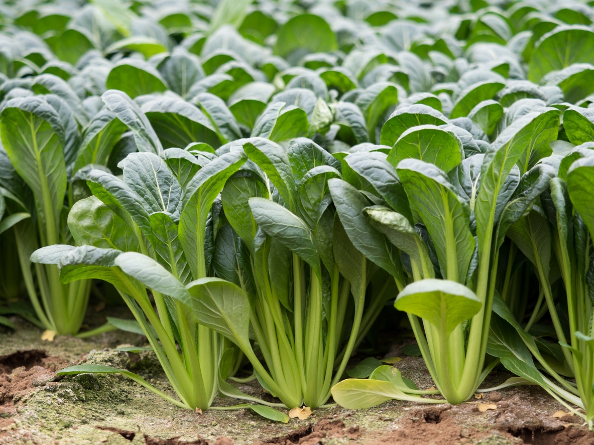 types of asian greens - komatsuna greens growing in ground