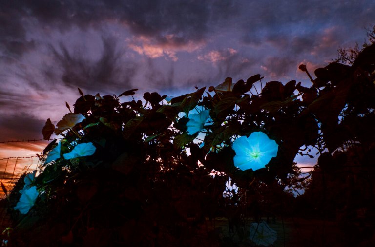 moon garden - flowers blooming in moonlight