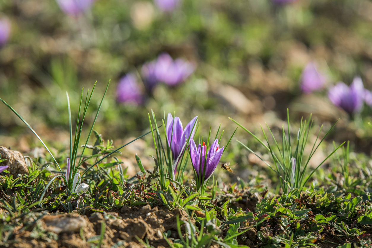 iStock-944259648 how to grow saffron Blooming saffron flowers on the field