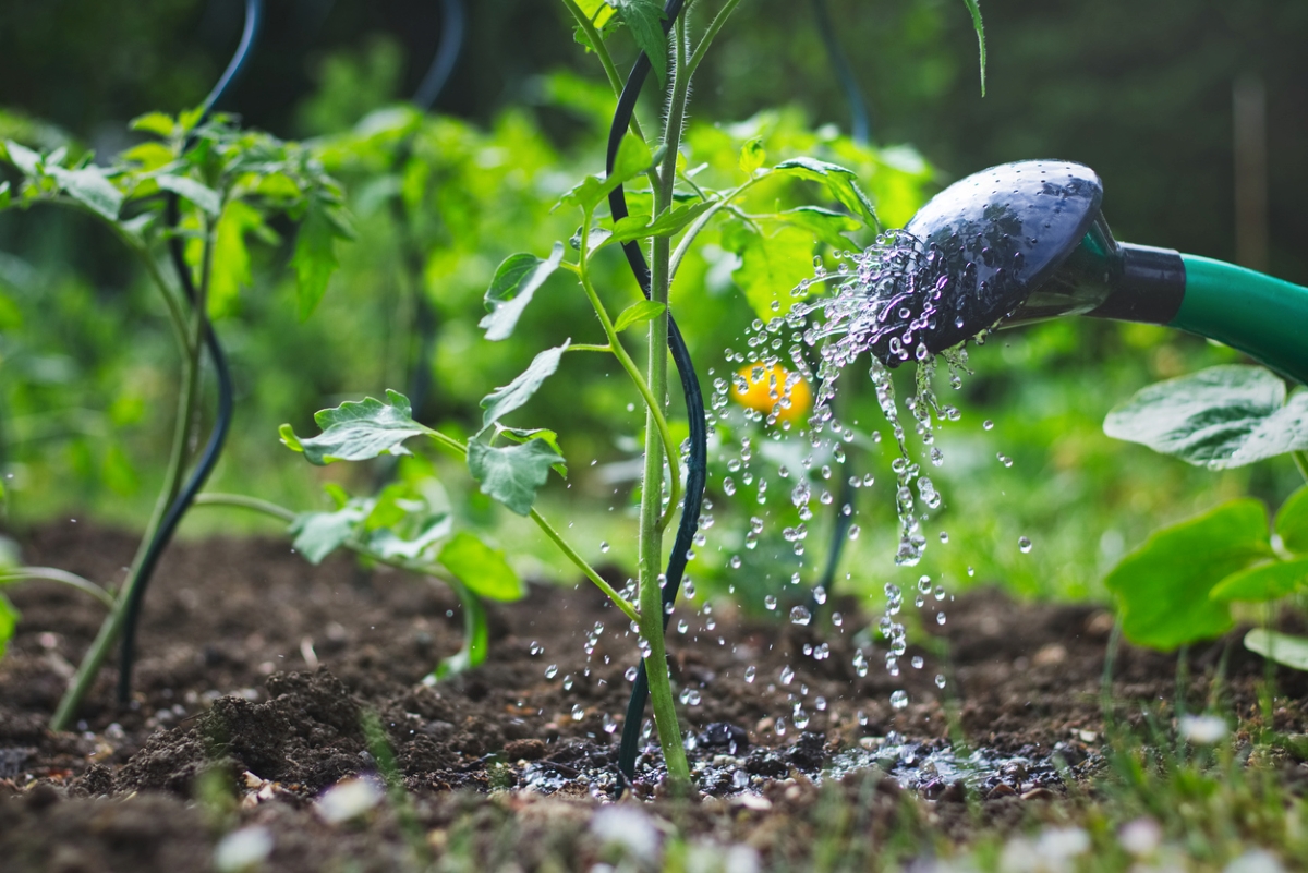 best time to water plants - watering tomato plant