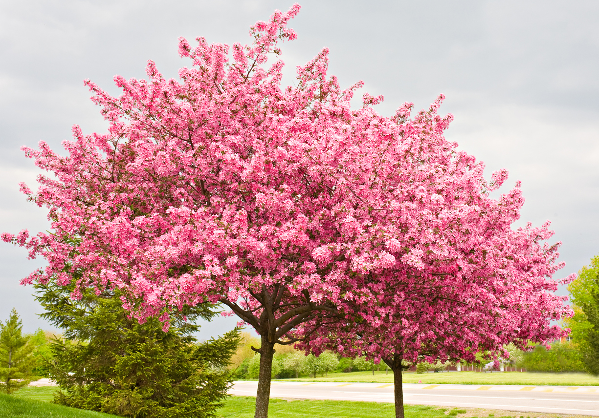best trees for backyard eastern redbud in bloom pink flowers near road