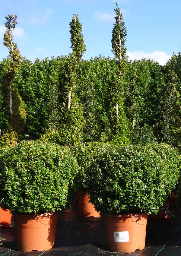 istock_patio_plants_boxwood shrub