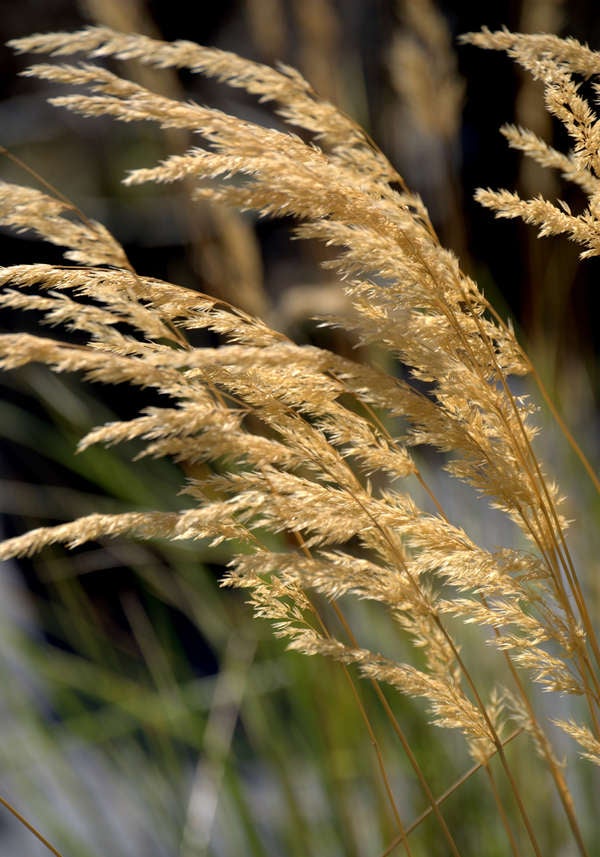 istock_patio_plants_feather reed