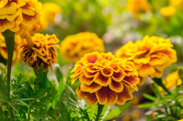 istock_patio_plants_marigolds