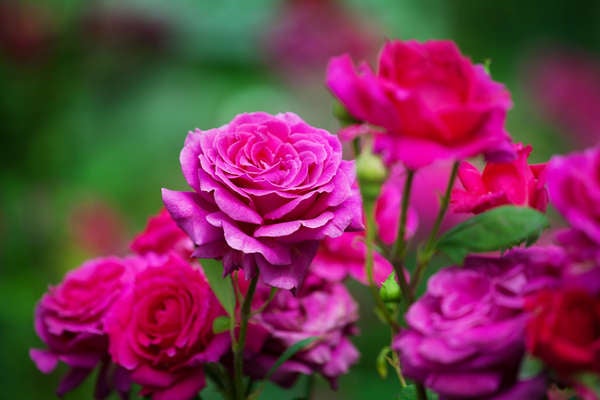 istock_patio_plants_roses