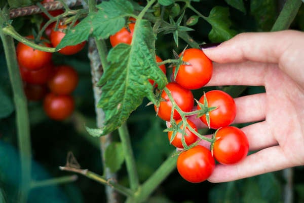 istok_patio_plants_cherry tomatoes