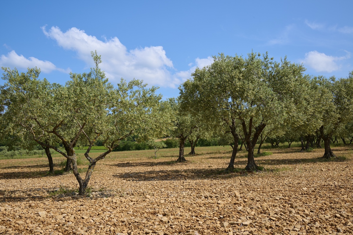 A small grove of Olive trees.