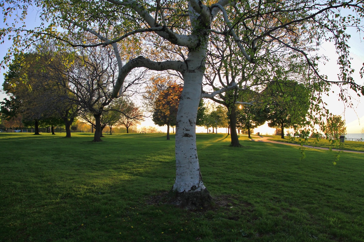 A leaning Paper Birch tree in a green yard.
