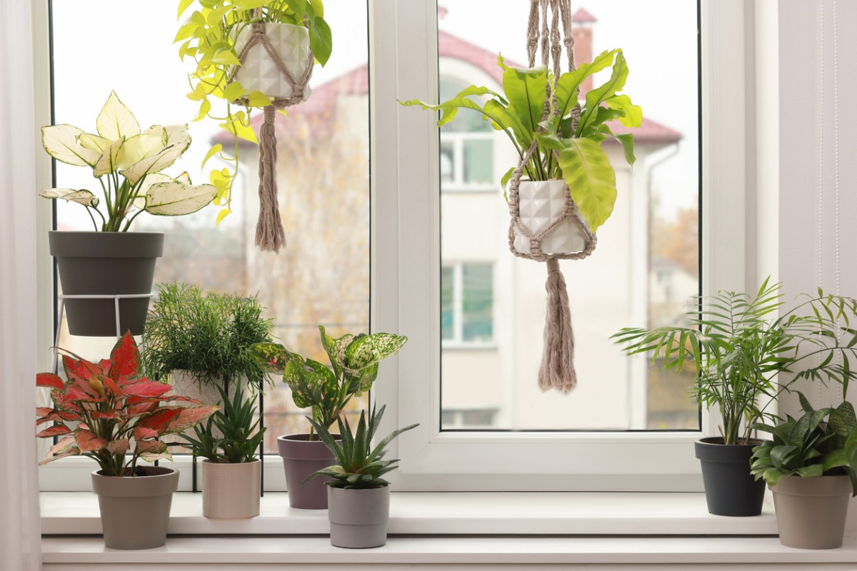 two plants in macrame hangers in window with others on ledge