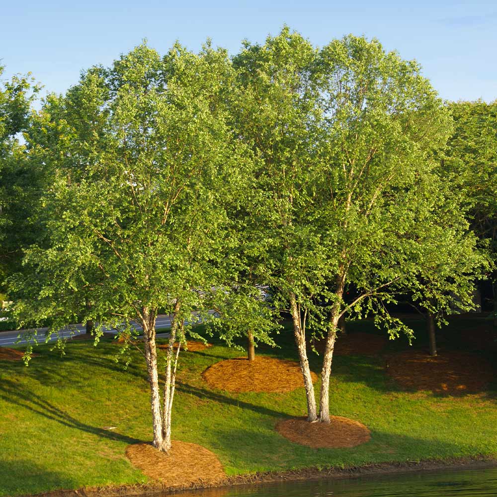 two river birch trees on a green lawn