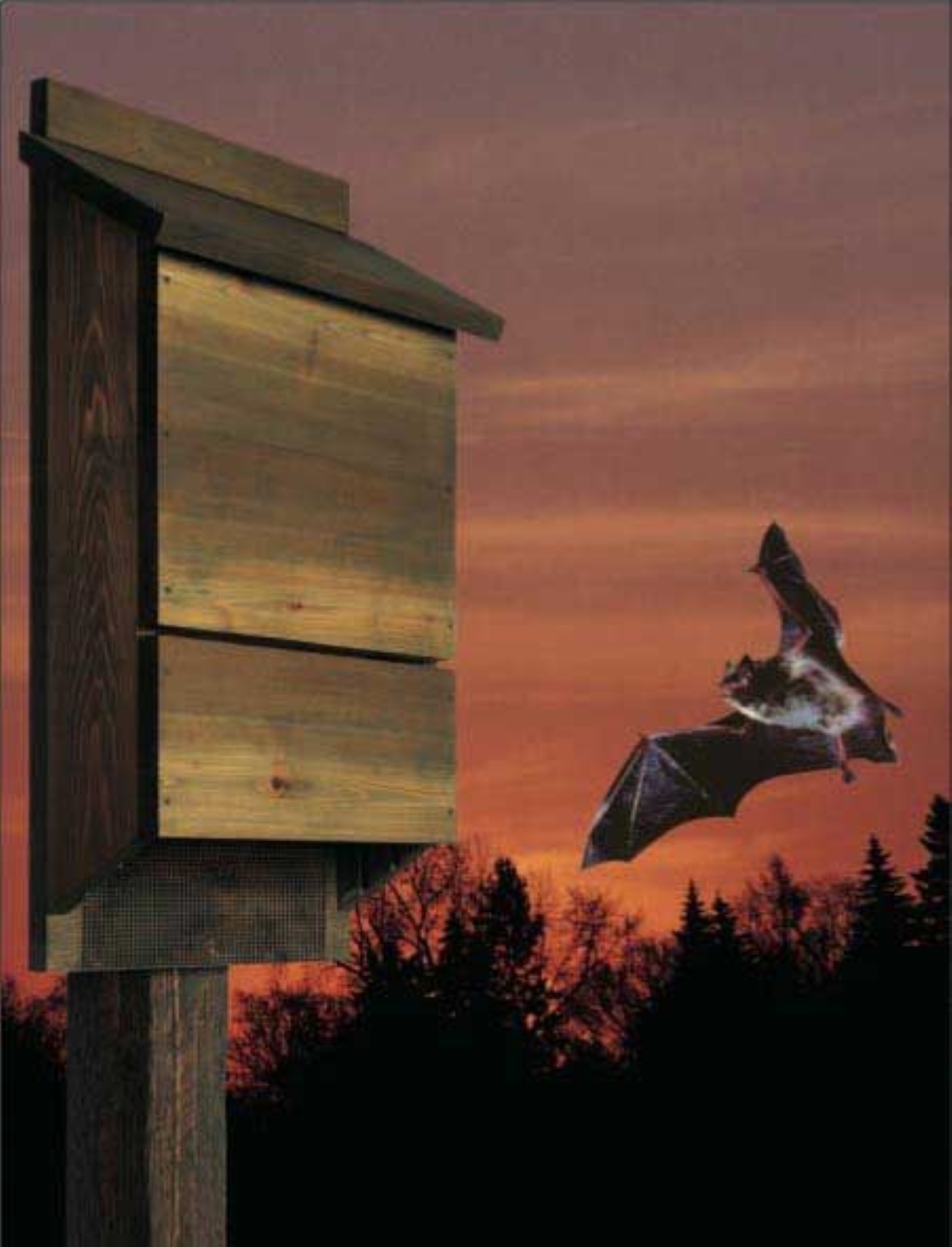bat house plans - bat flying to house during sunset