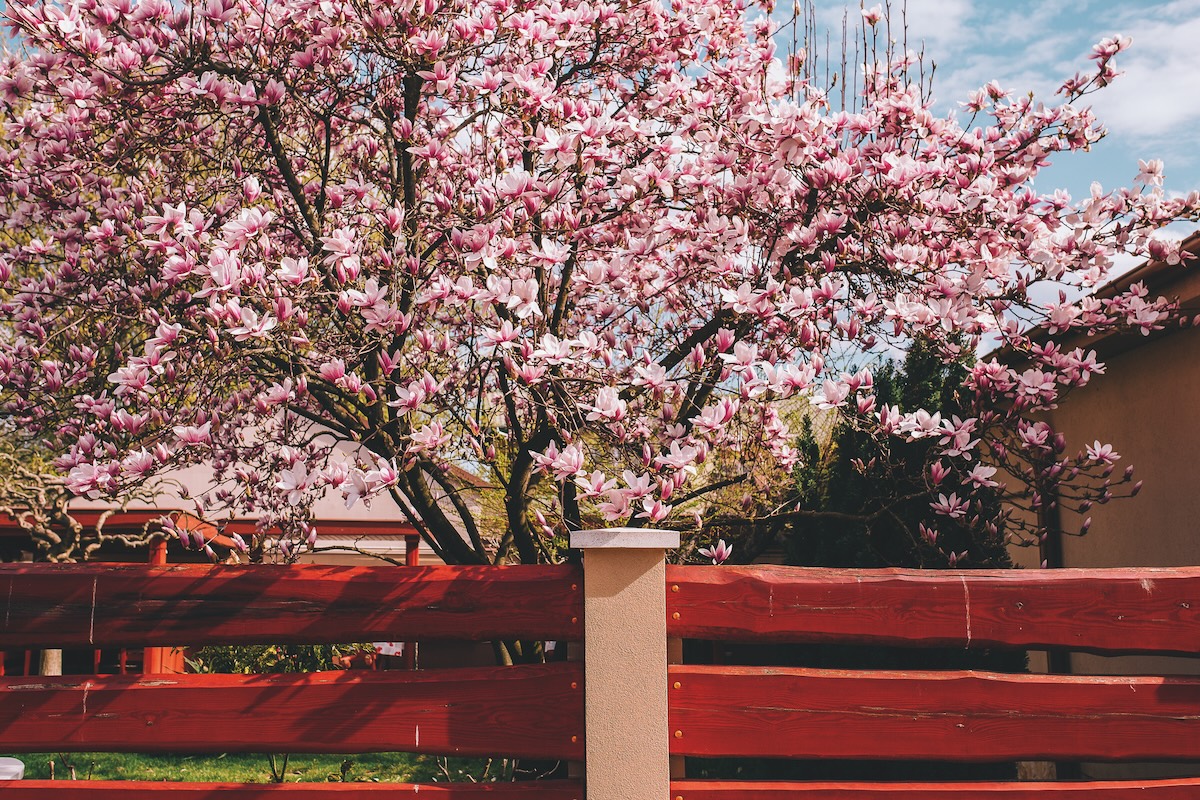 A large magnolia tree in a fenced in yard.
