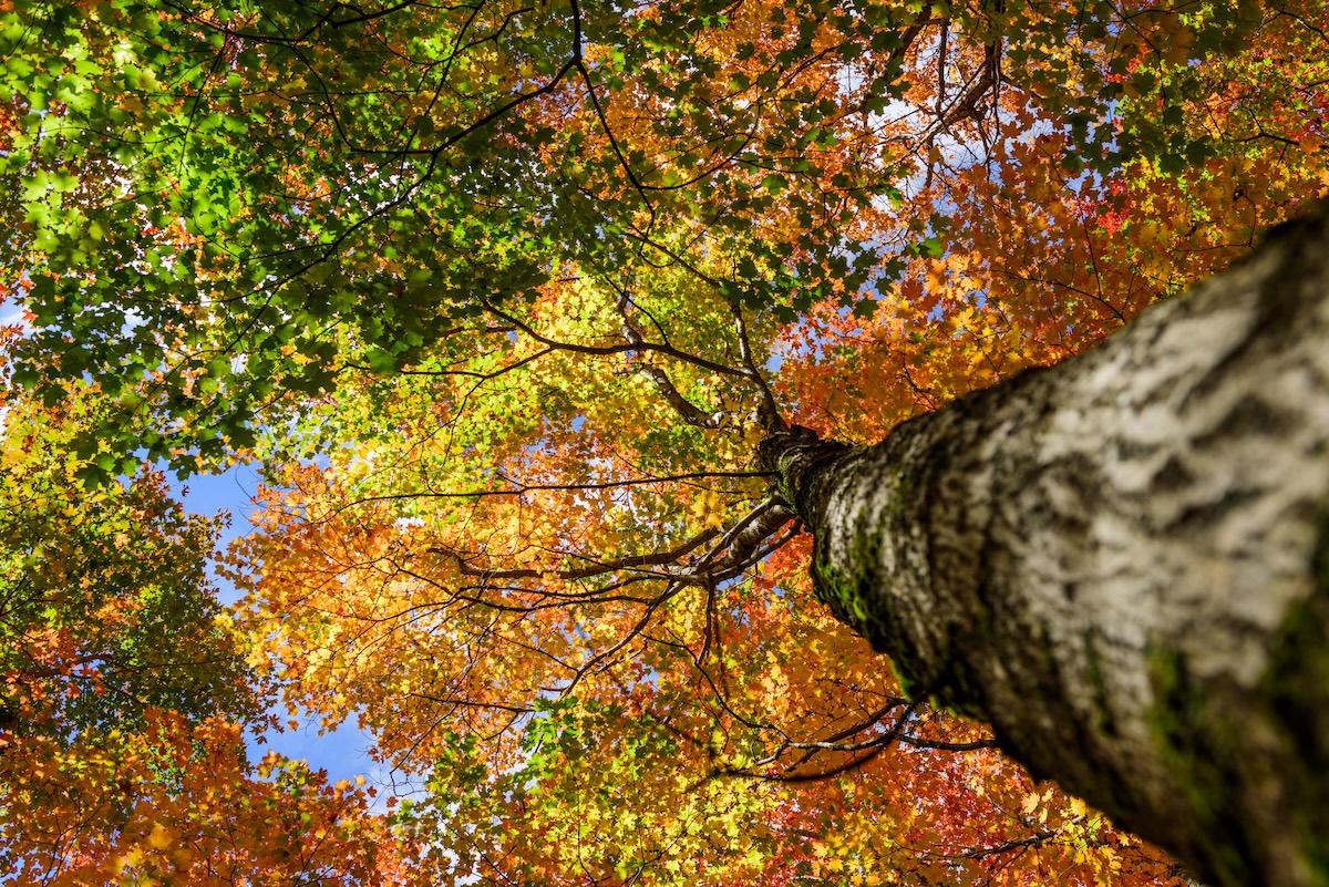 The view from under Autumn Silver Maple Trees.
