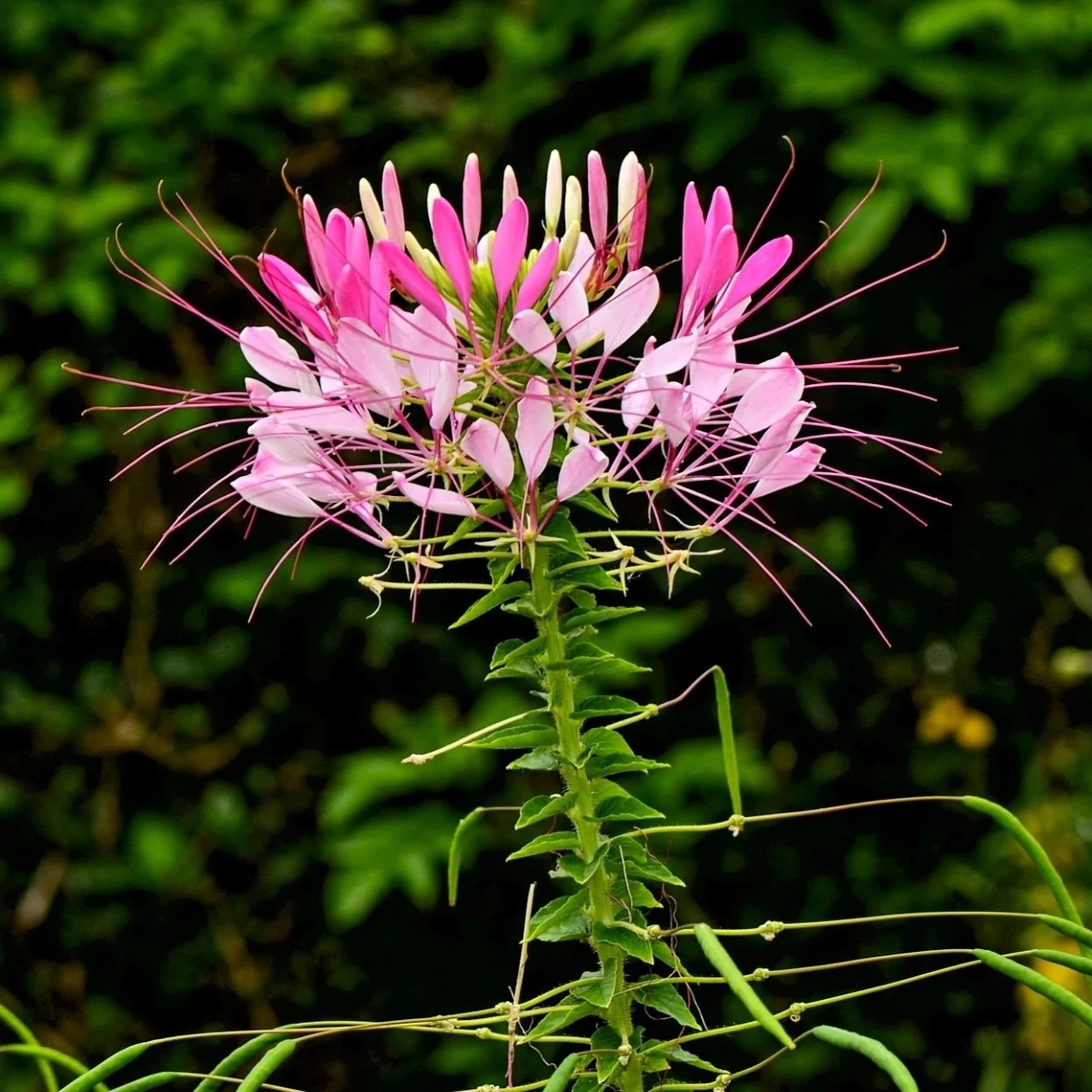 flowers that attract bees - spider flower in shades of pink