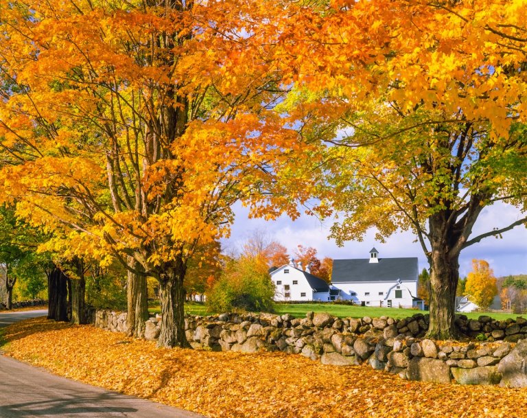 A row of fall sugar maple trees.