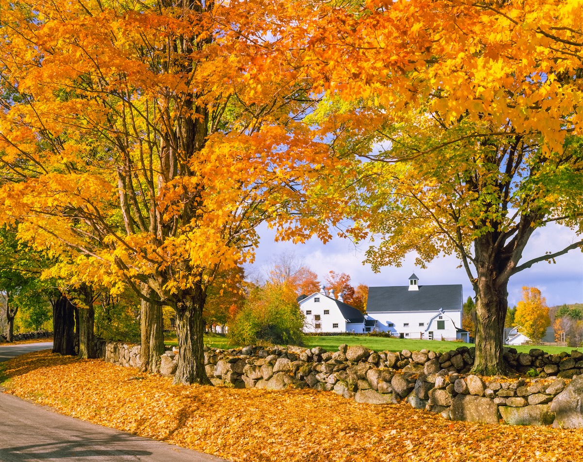 A row of fall sugar maple trees.