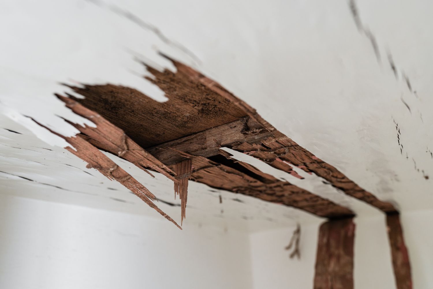 How Much Does Termite Damage Repair Cost? (2023) Bob Vila
