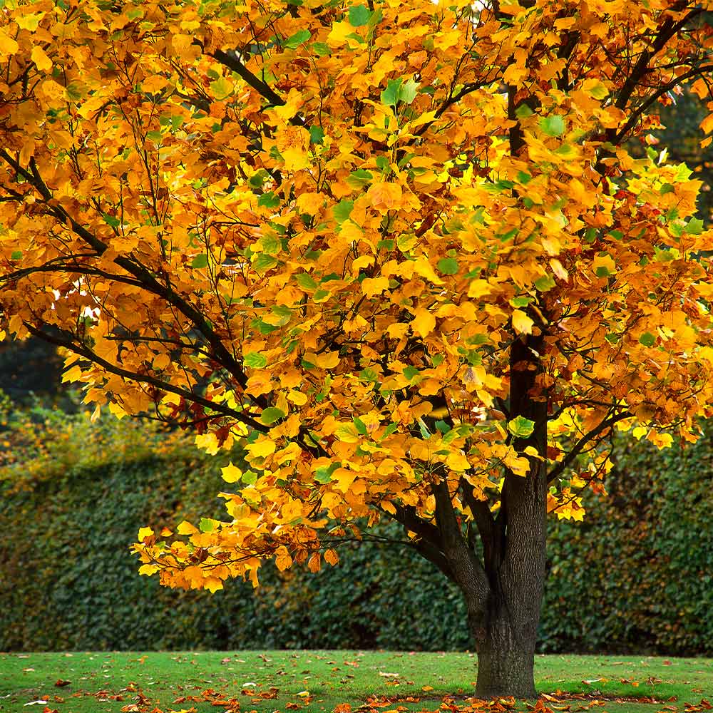 Tulip poplar tree in fall with golden leaves