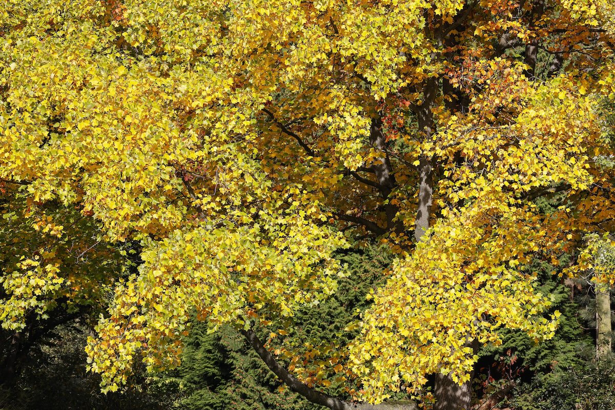 A close up image of a bright yellow tulip tree.