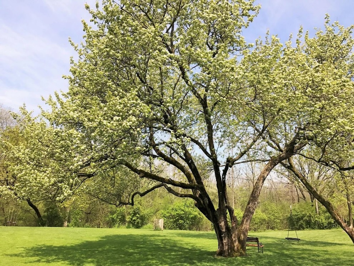 A large blooming Washington Hawthorn tree planted in a lawn on a sunny day. 