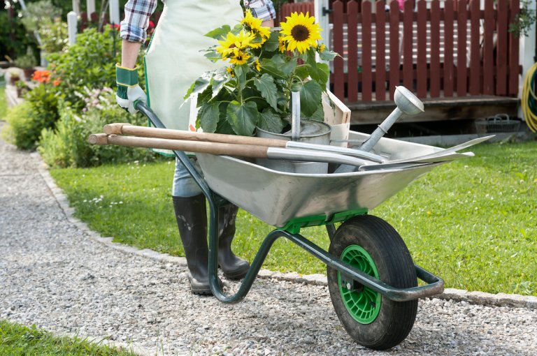 Metal wheelbarrow full of sunflowers and gardening supplies on a gravel path.