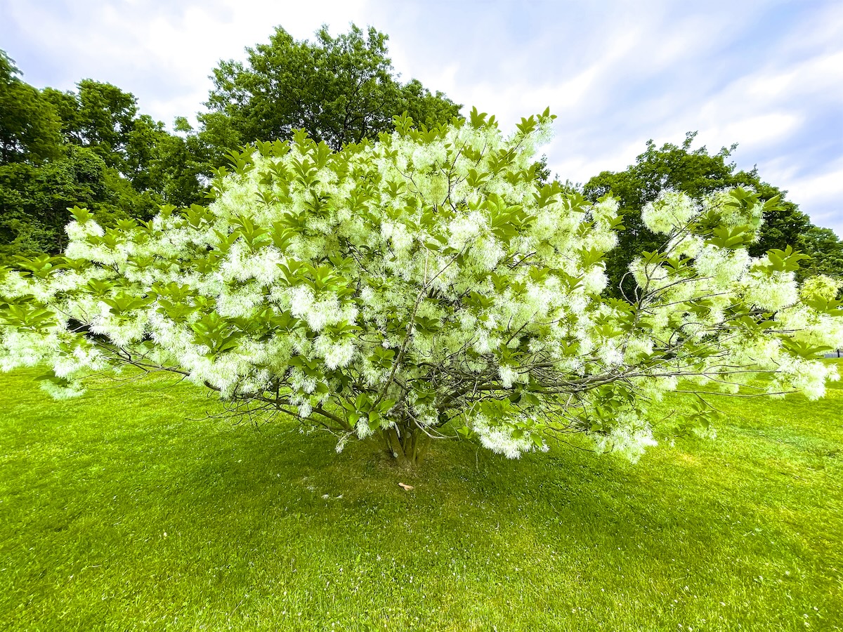 A blooming White Fringe tree on a bright green lawn.