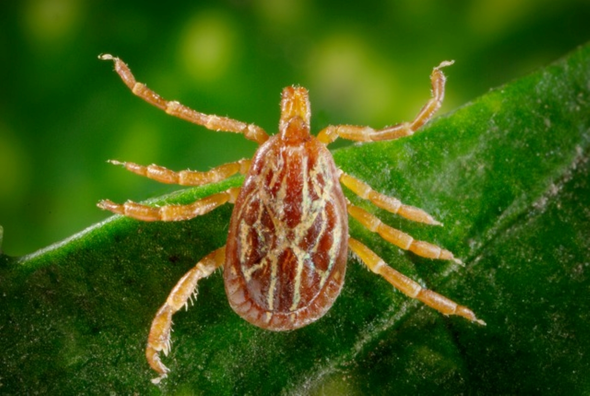 types of ticks - brown tick with light lines
