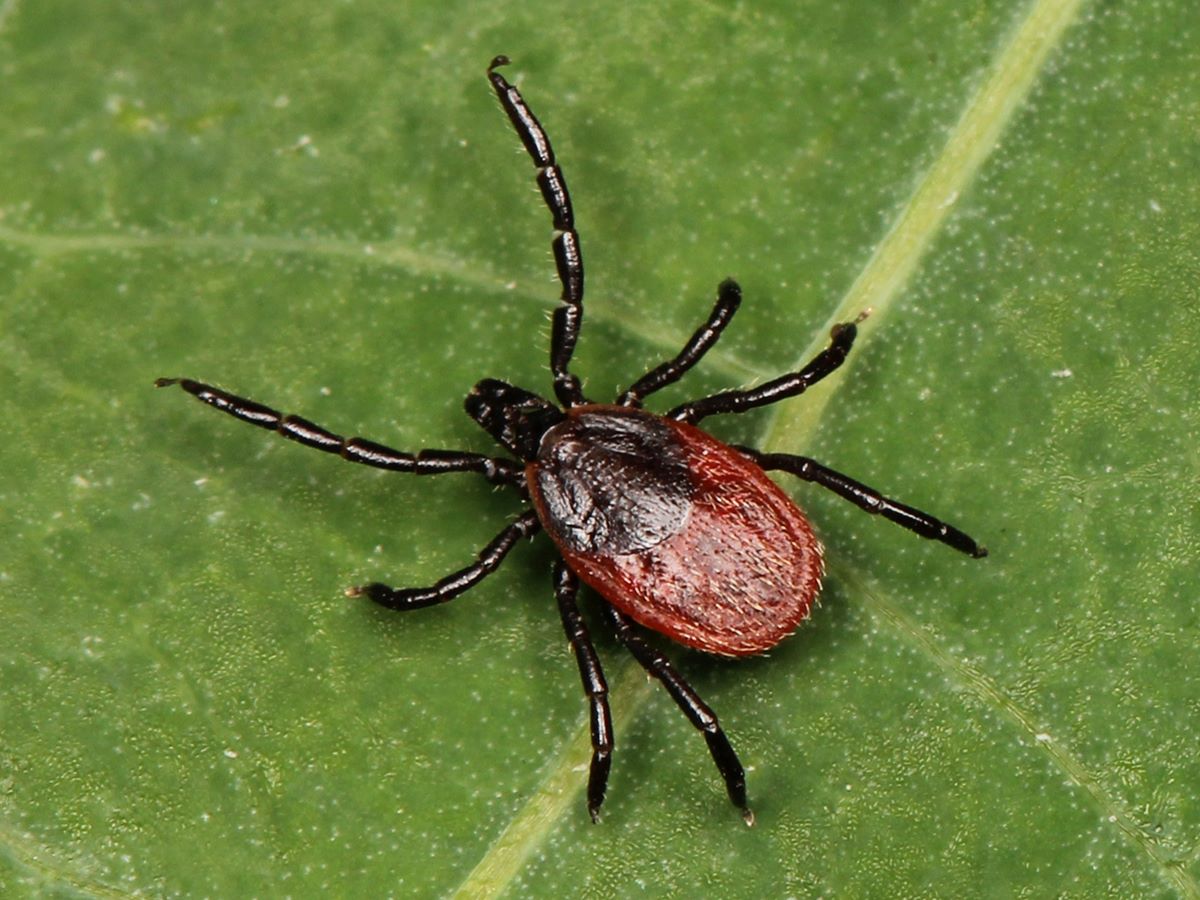 types of ticks - close up of tick with black legs