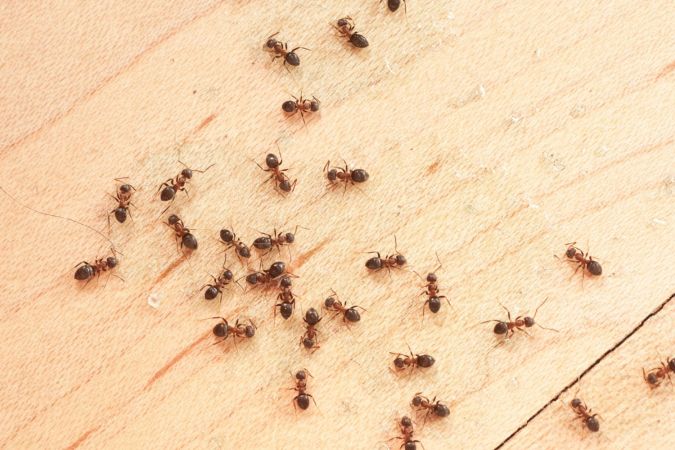 Solved! Why Are There Ants in My Bathroom, and How Do I Get Rid of Them?