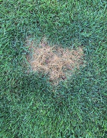 Bare Spots in a Lawn