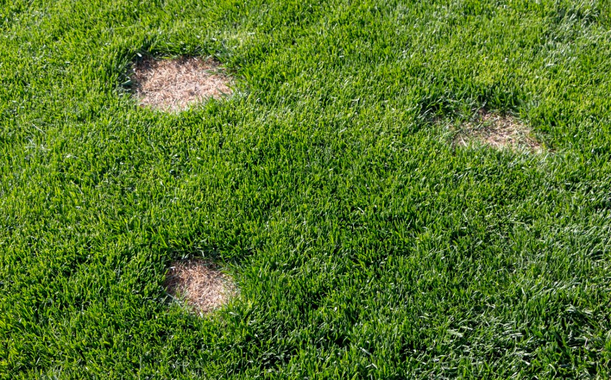 Bare Spots in a Lawn