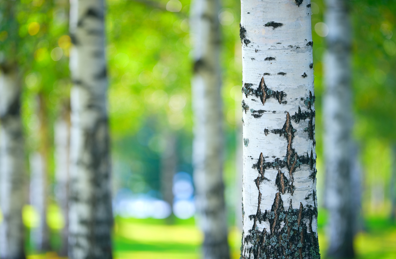 Closeup of a birch tree trunk